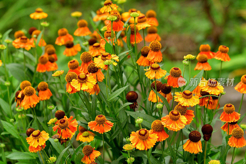 Rudbeckia /黑眼苏珊/圆锥花